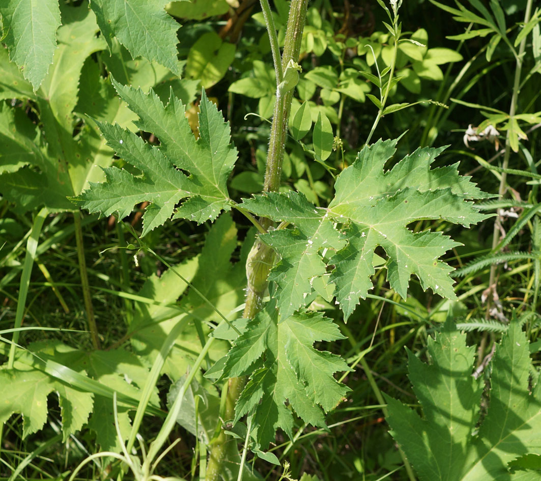 Image of Heracleum moellendorffii specimen.