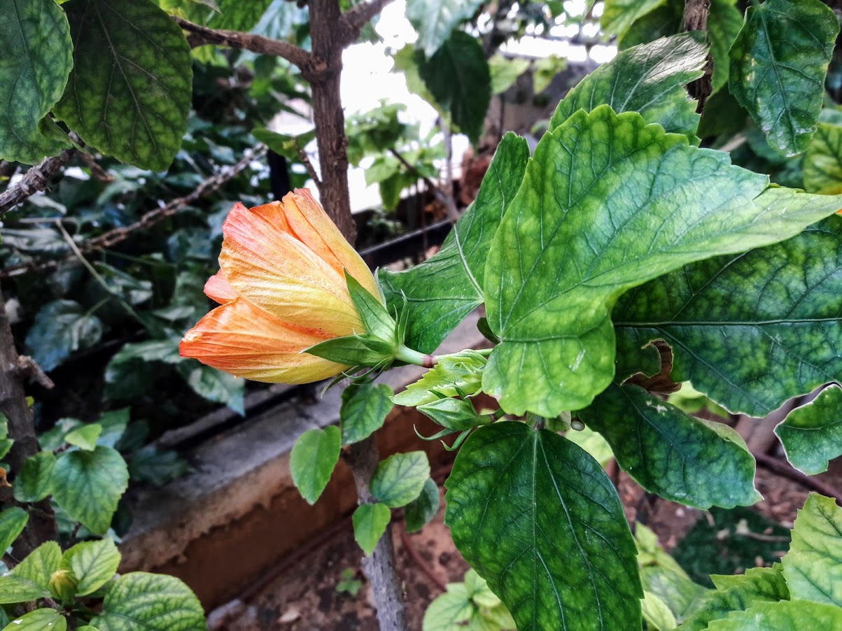 Image of Hibiscus rosa-sinensis specimen.