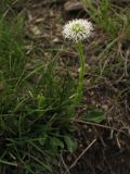 Globularia bisnagarica. Цветущее растение (белоцветковая форма). ФРГ, земля Северный Рейн-Вестфалия, р-н Ойскирхен, окр. г. Бад-Мюнстерайфель, мелкоземистый участок с разреженной растительностью на луговом склоне. 27 мая 2010 г.