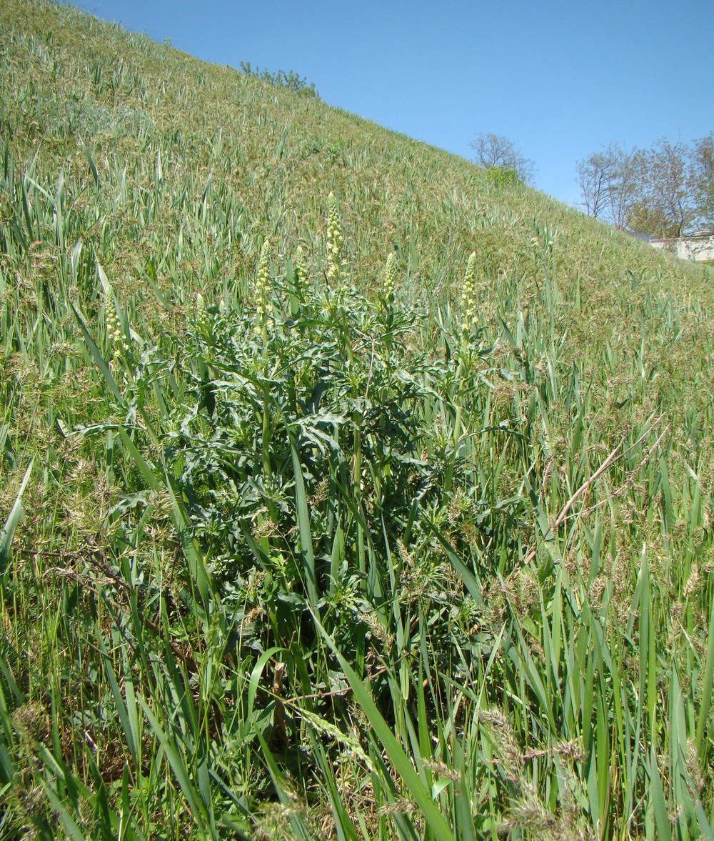 Изображение особи Reseda lutea.