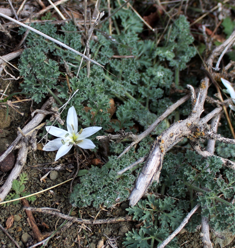 Image of Merendera robusta specimen.