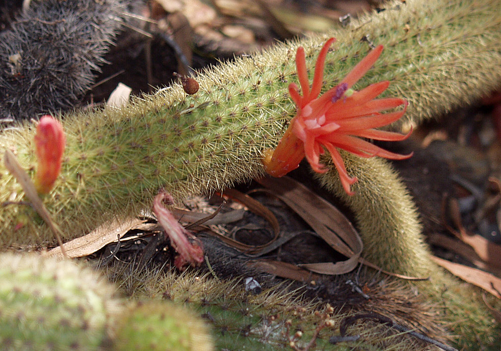 Image of Cleistocactus winteri specimen.