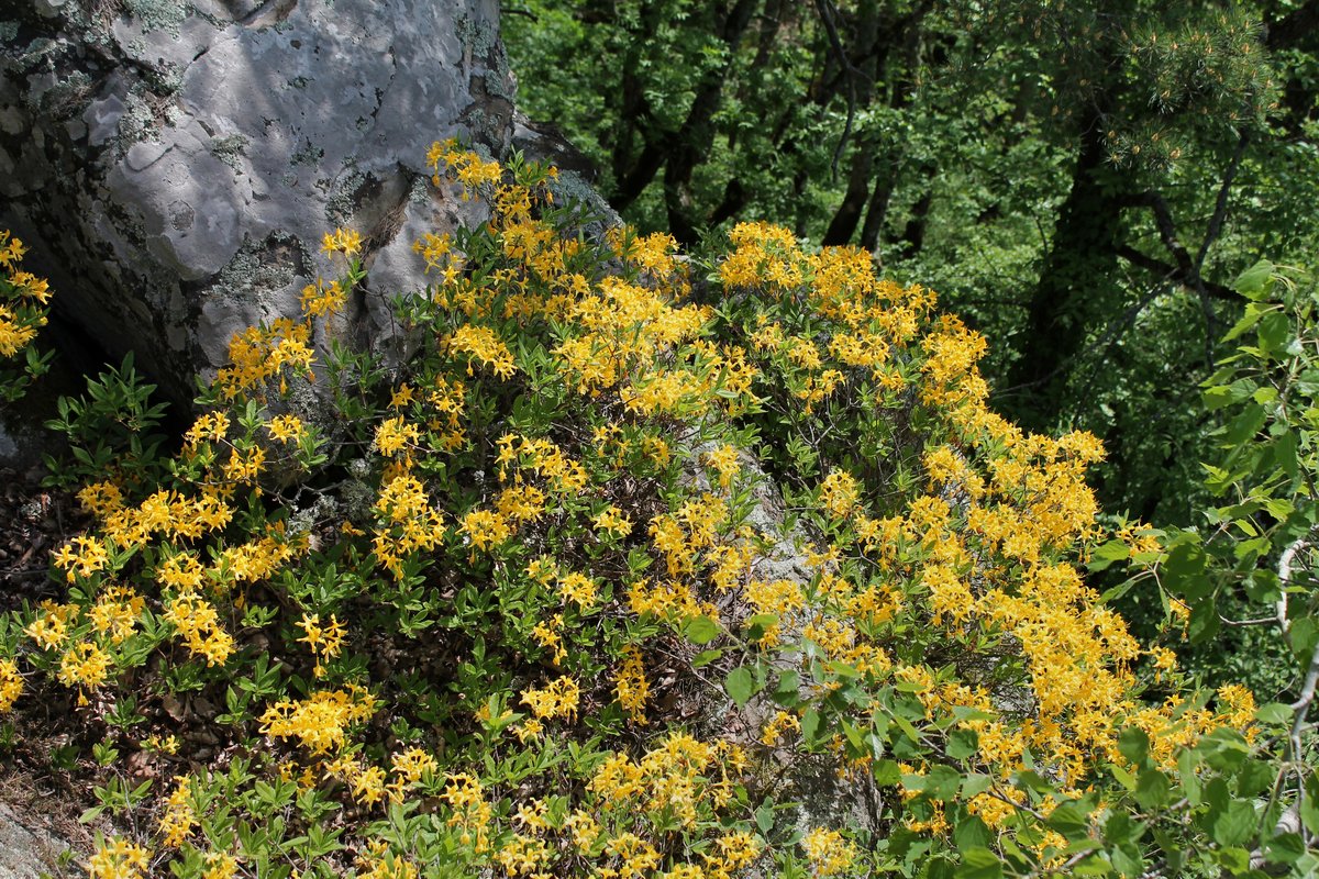 Image of Rhododendron luteum specimen.