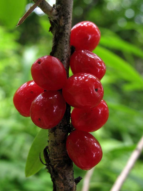 Image of Daphne mezereum specimen.