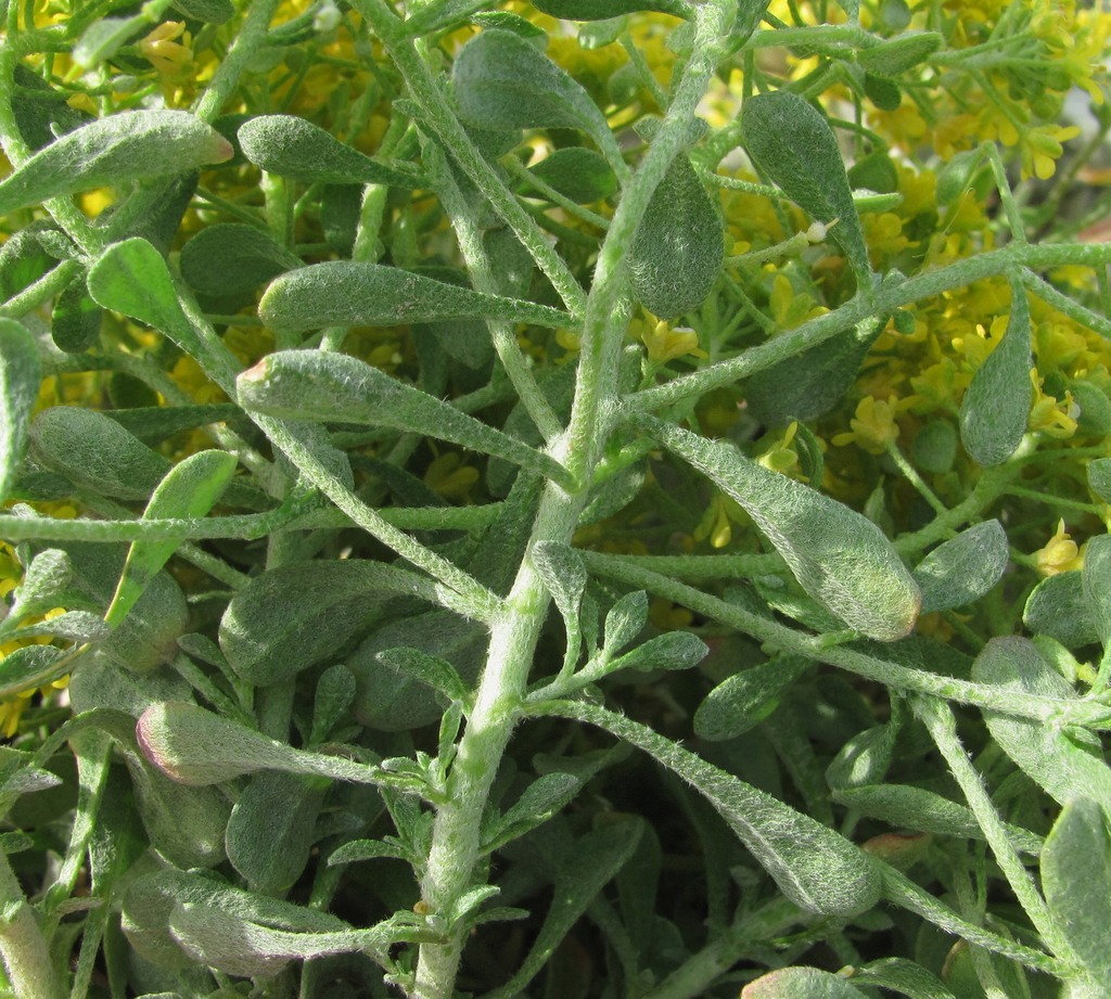 Image of Odontarrhena obtusifolia specimen.