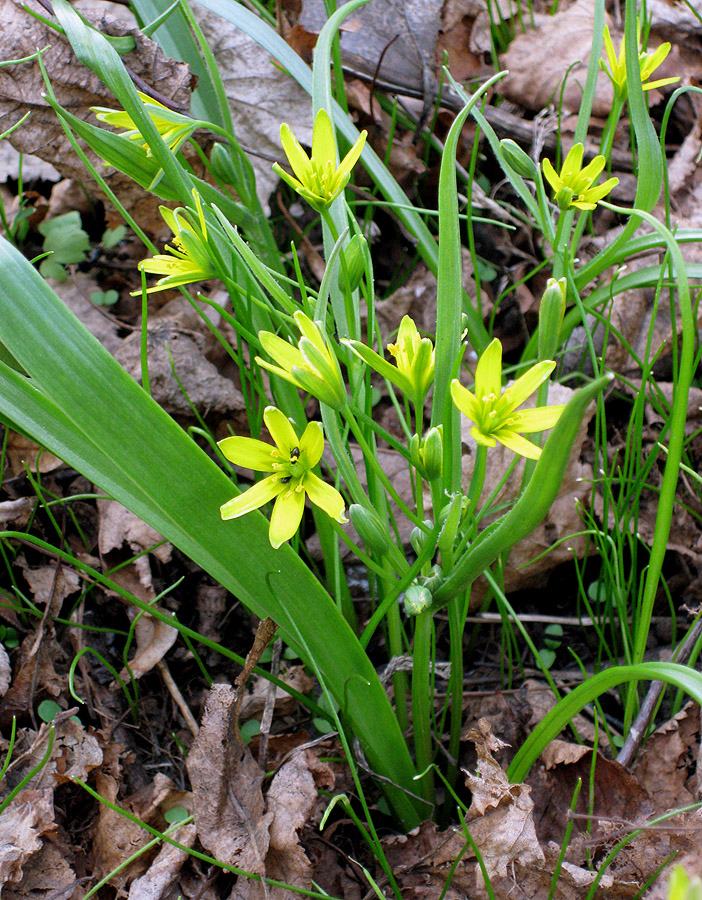 Image of Gagea lutea specimen.