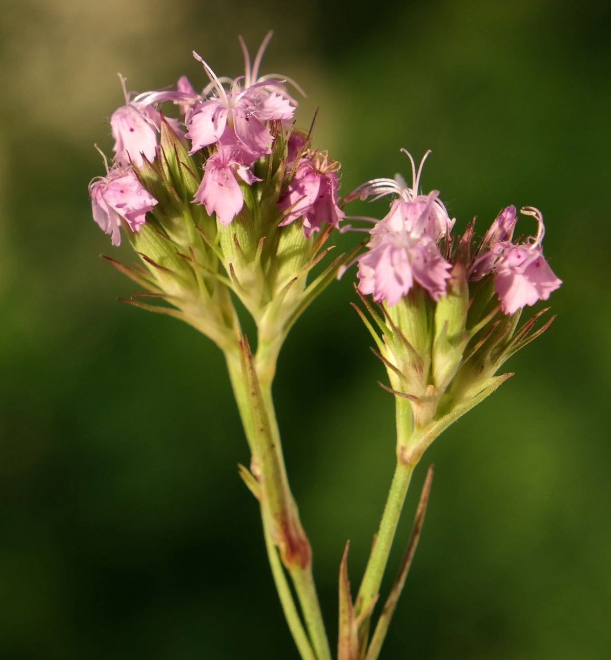 Изображение особи Dianthus pseudarmeria.