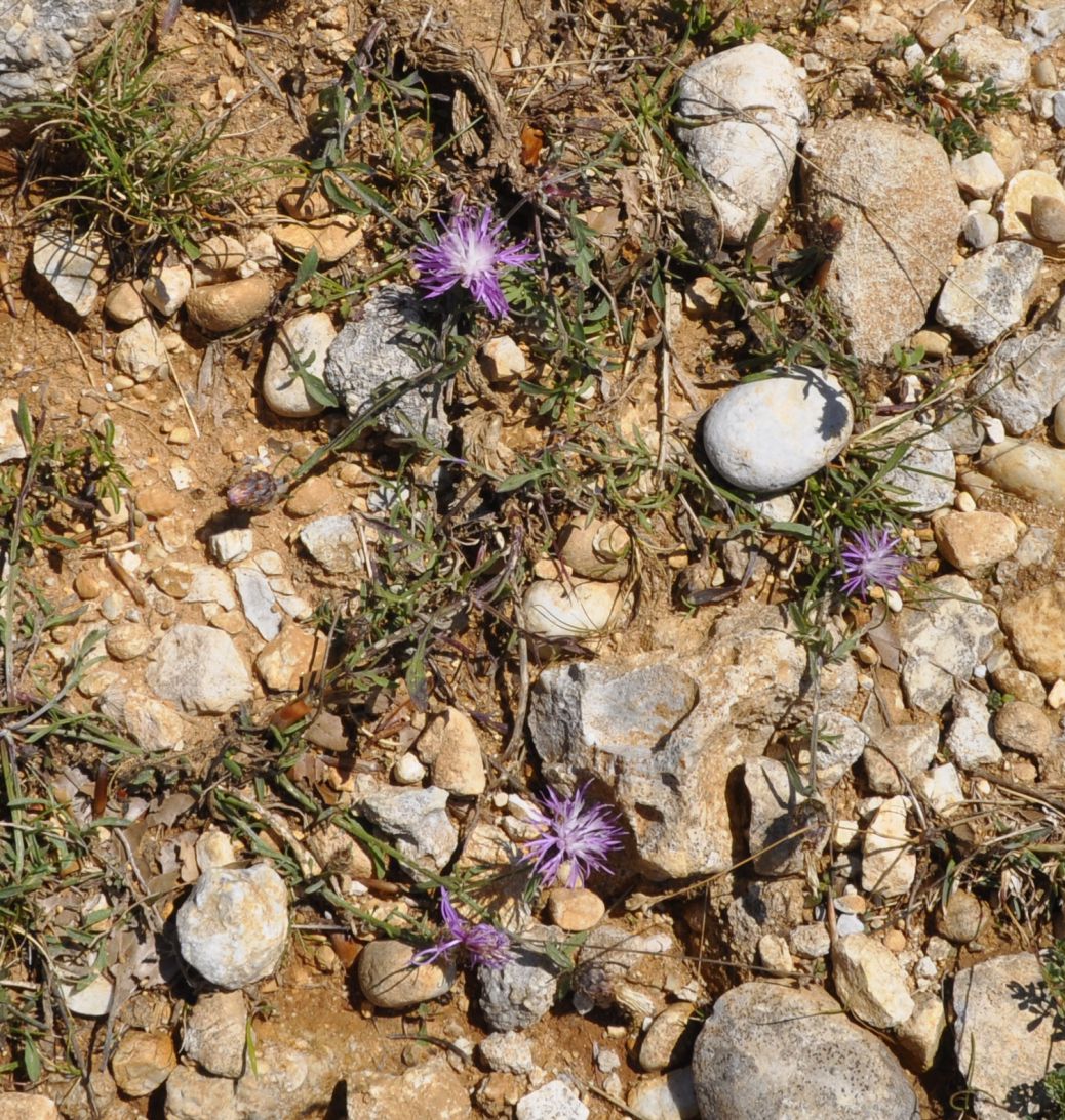 Image of Centaurea affinis specimen.