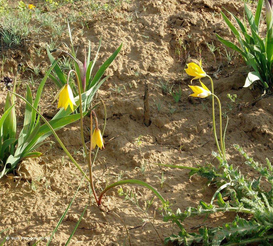 Image of Tulipa scythica specimen.