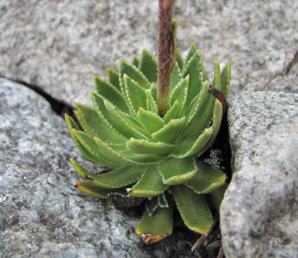 Image of Saxifraga cartilaginea specimen.