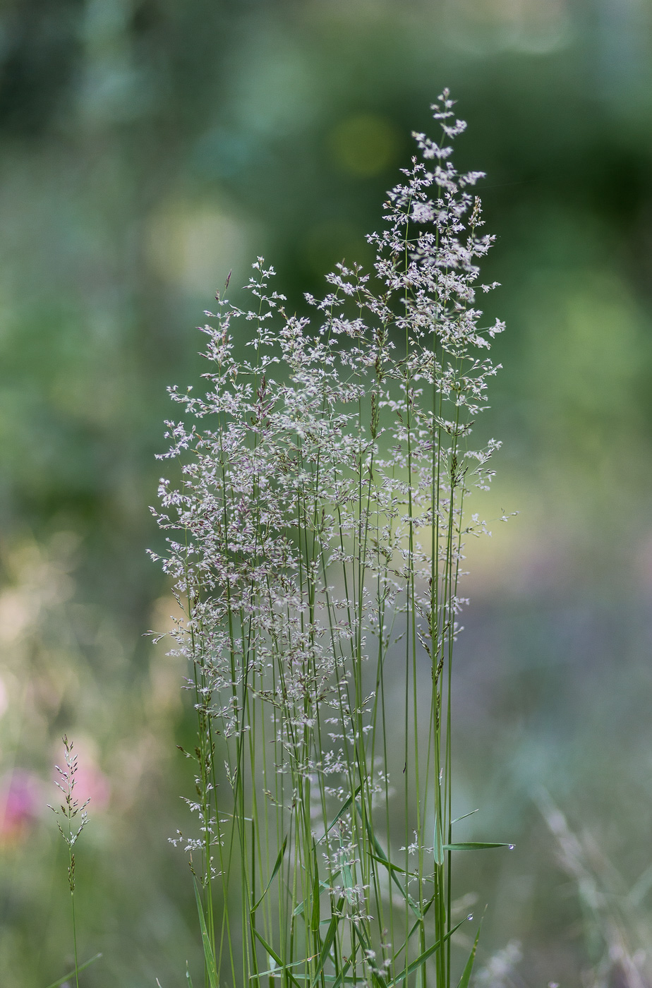 Изображение особи род Agrostis.