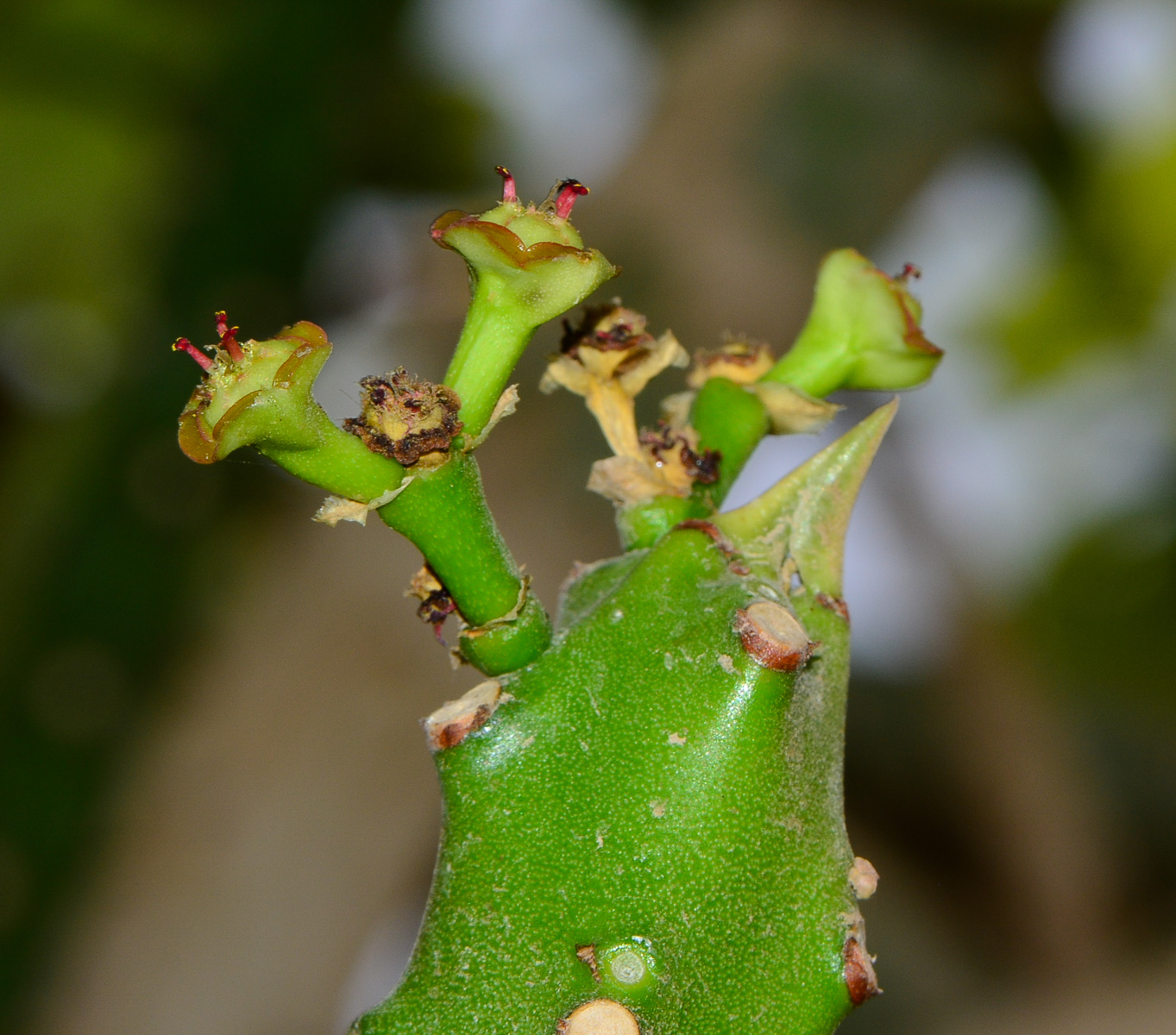 Image of Euphorbia neriifolia specimen.