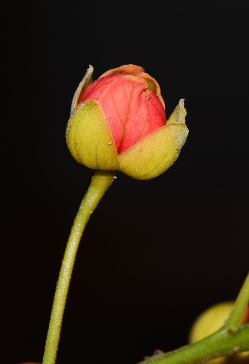 Image of Cassia brewsteri specimen.