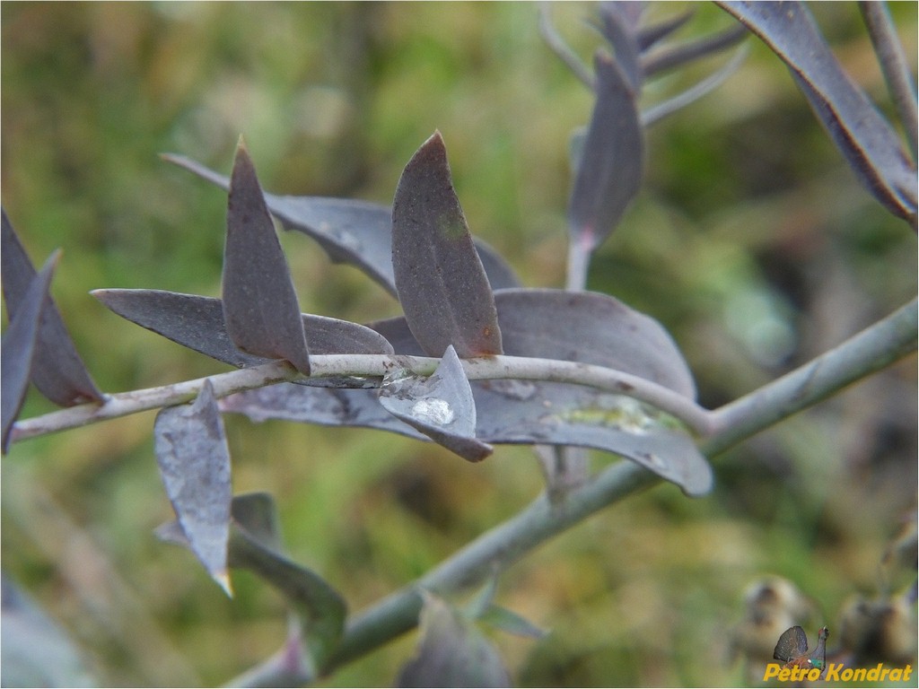 Image of Linaria genistifolia specimen.