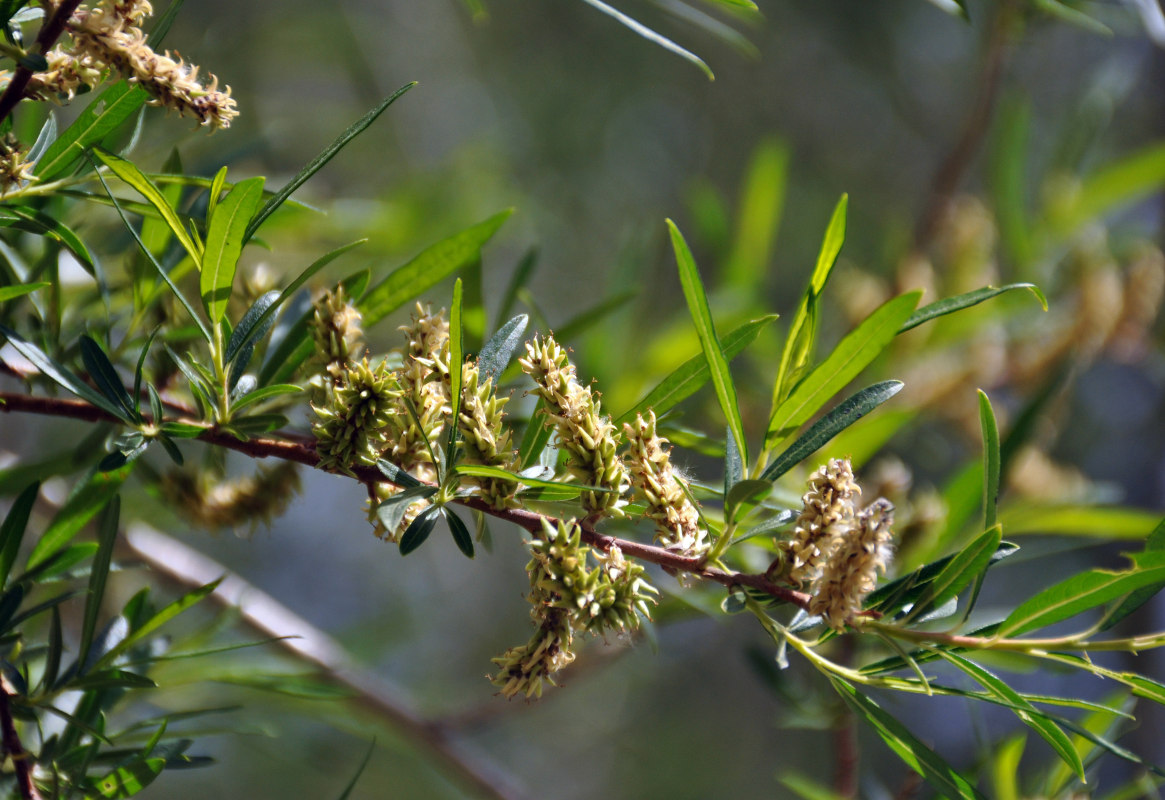 Image of genus Salix specimen.