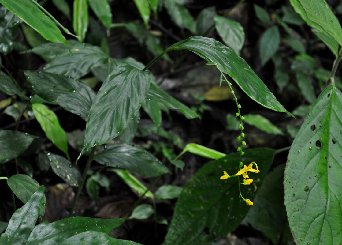 Image of Globba pendula specimen.