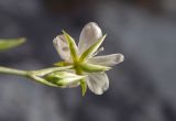 Minuartia buschiana