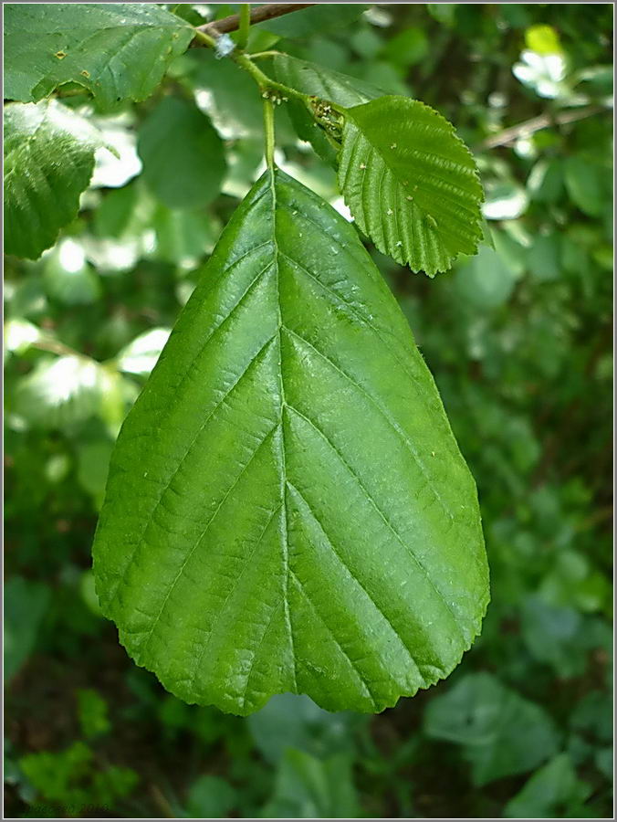 Image of Alnus glutinosa specimen.