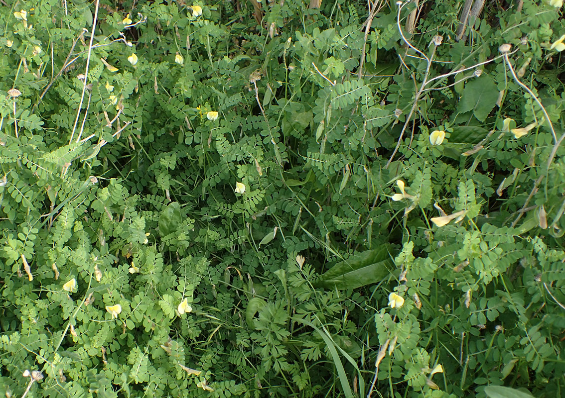 Image of Vicia hybrida specimen.