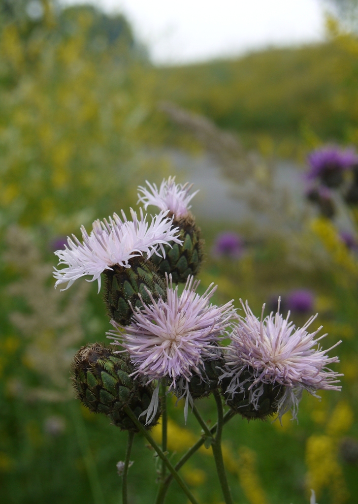 Image of Centaurea scabiosa specimen.