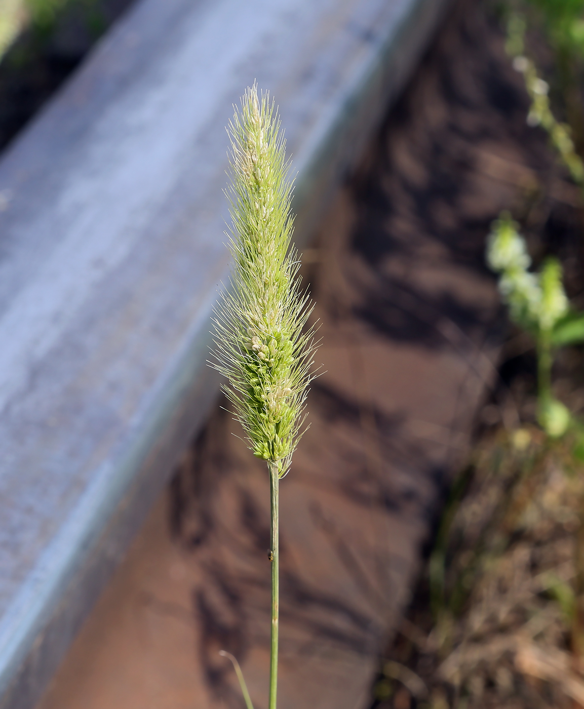 Image of Setaria viridis specimen.