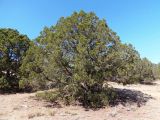 Juniperus excelsa