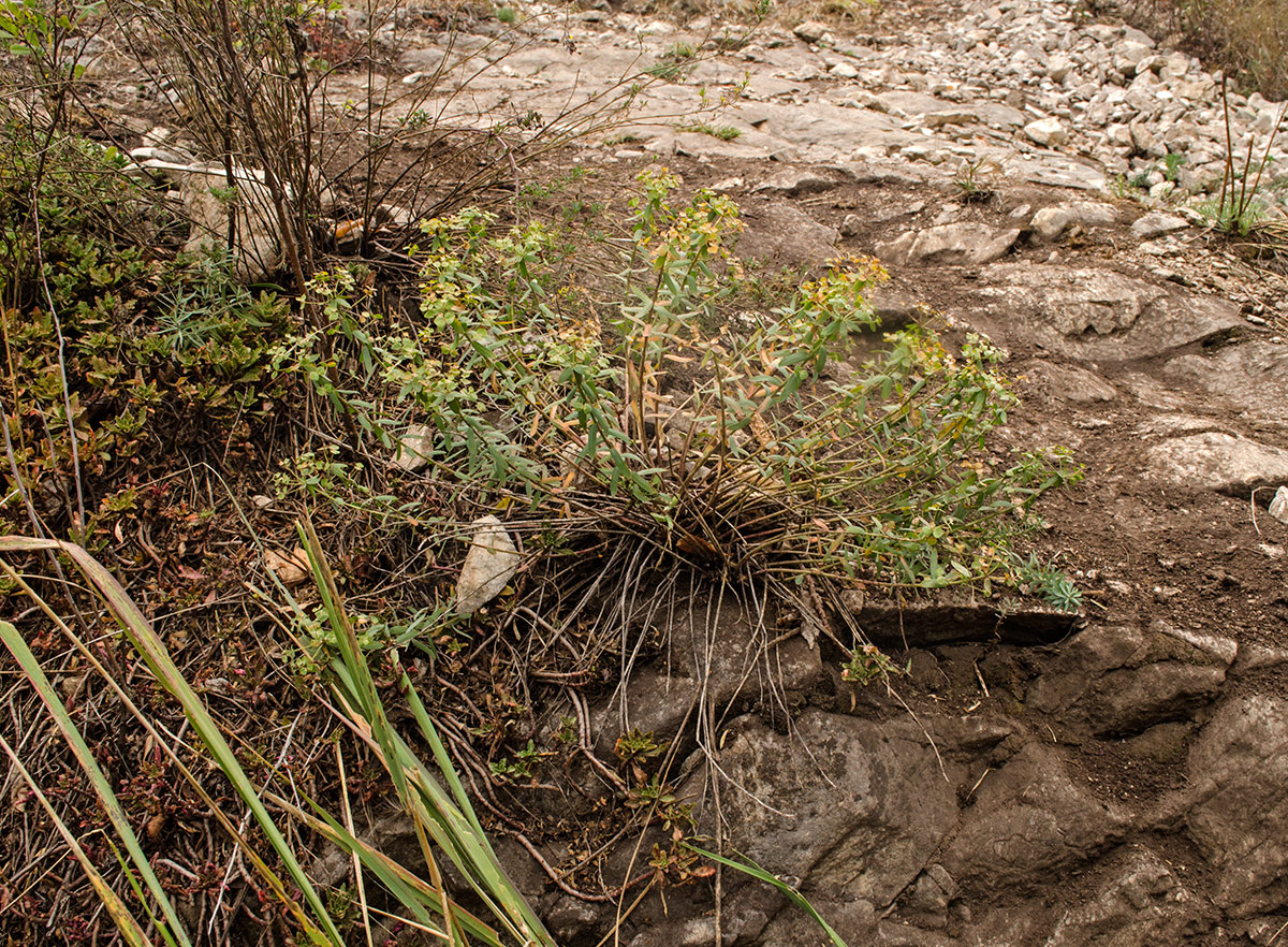 Image of Euphorbia caesia specimen.