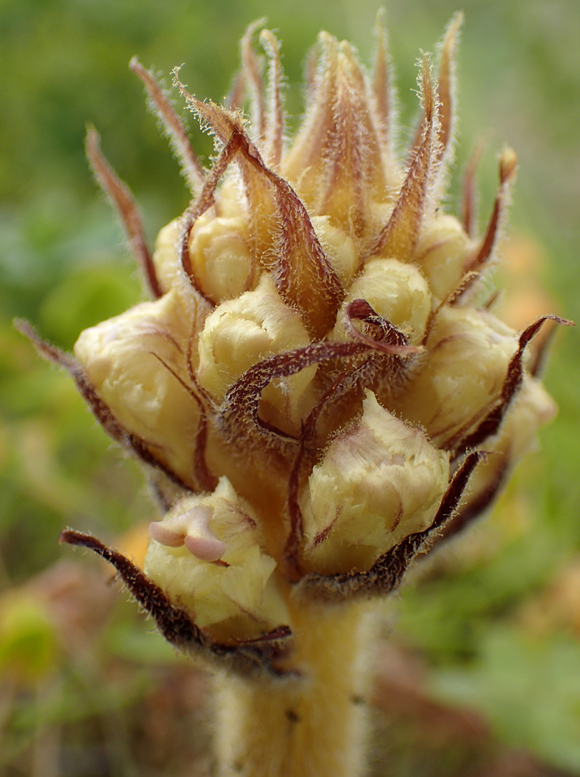 Изображение особи Orobanche crenata.