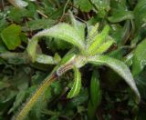 Rudbeckia hirta