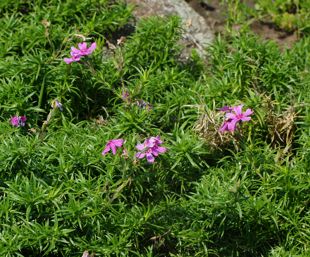 Image of Phlox subulata specimen.