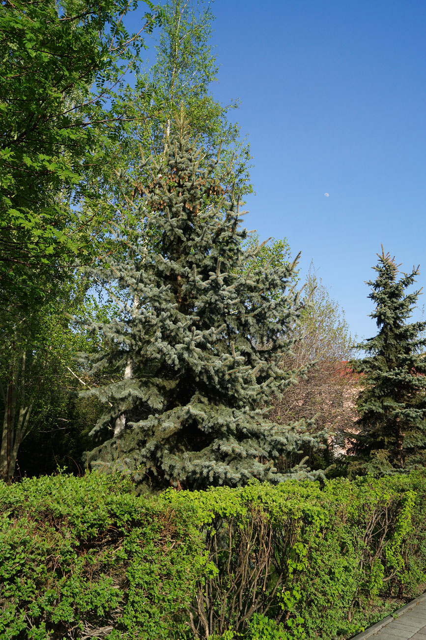 Image of Picea pungens f. glauca specimen.