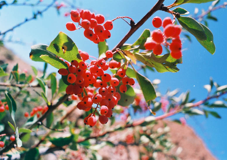 Image of Berberis nummularia specimen.