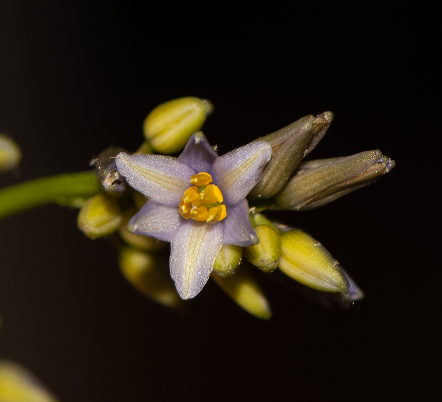 Image of Dianella caerulea specimen.