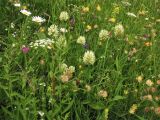 Trifolium pannonicum