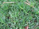 Смотреть изображение род Carpobrotus