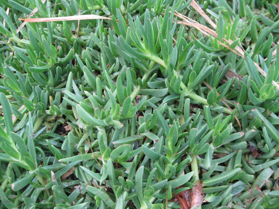 Image of genus Carpobrotus specimen.