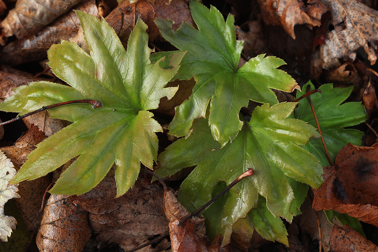 Image of Mukdenia rossii specimen.