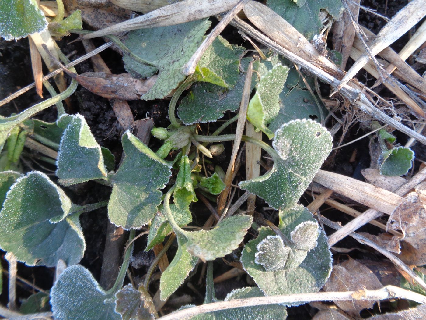 Image of Viola odorata specimen.