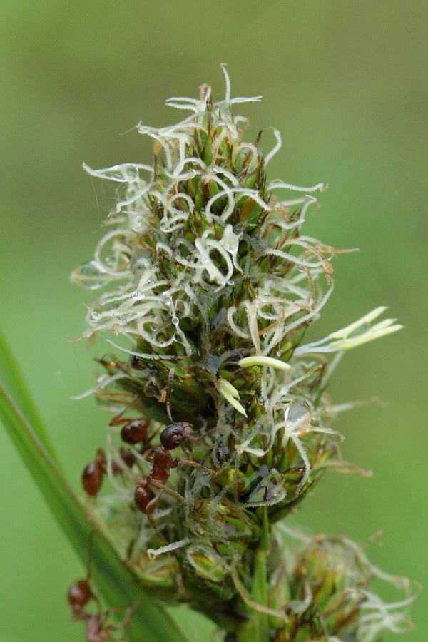 Изображение особи Carex vulpina.