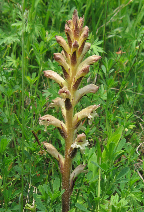 Image of Orobanche lutea specimen.