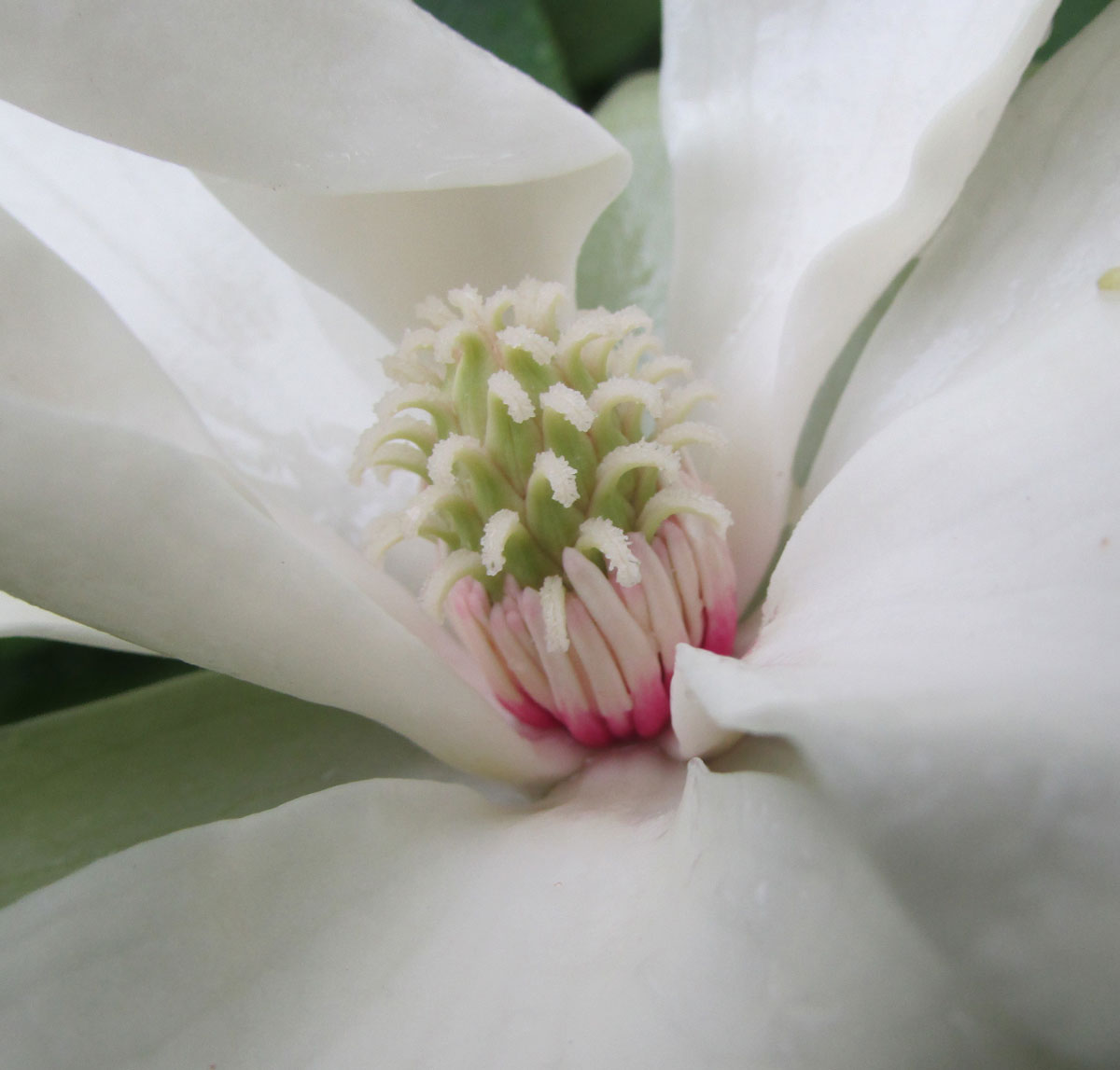 Image of Magnolia tripetala specimen.