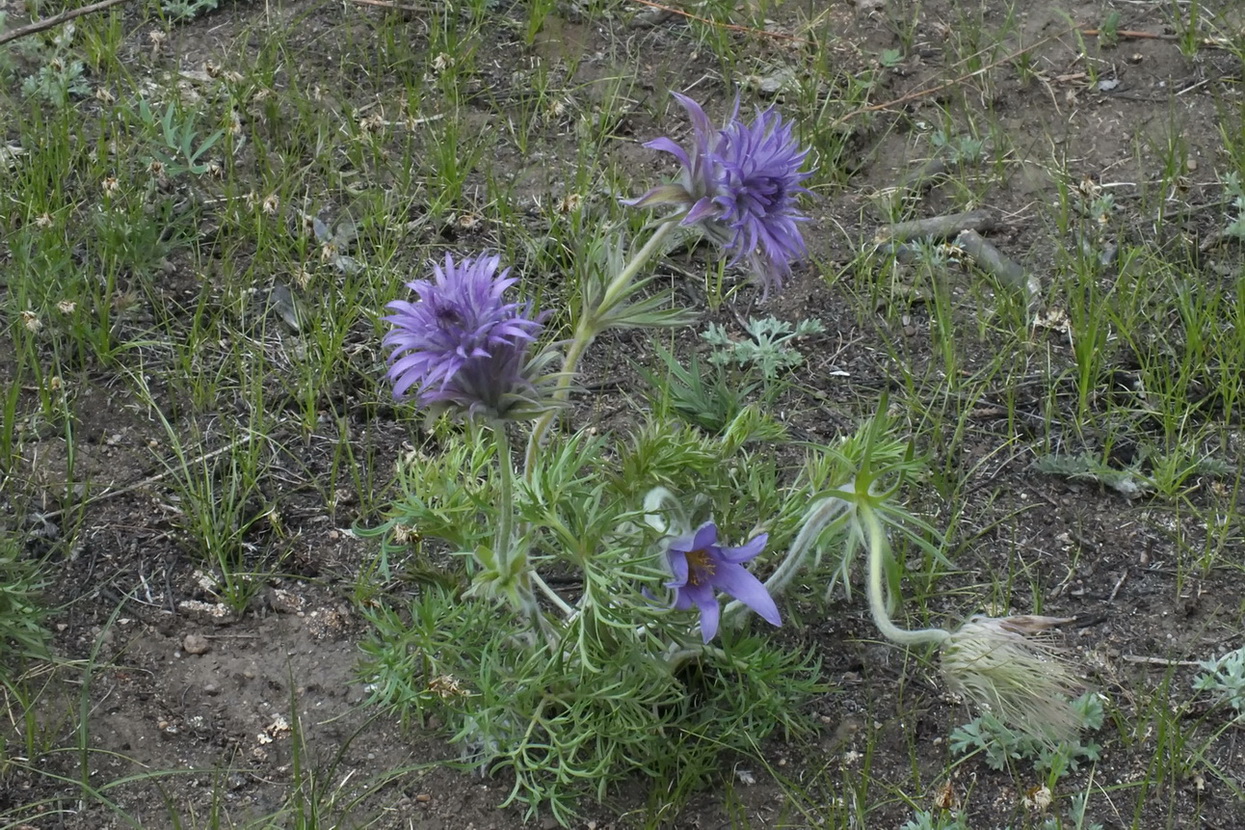 Изображение особи Pulsatilla turczaninovii.