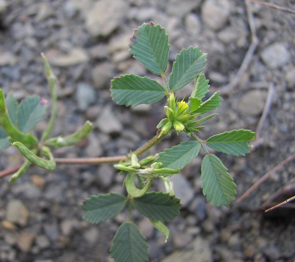 Image of Trigonella arcuata specimen.