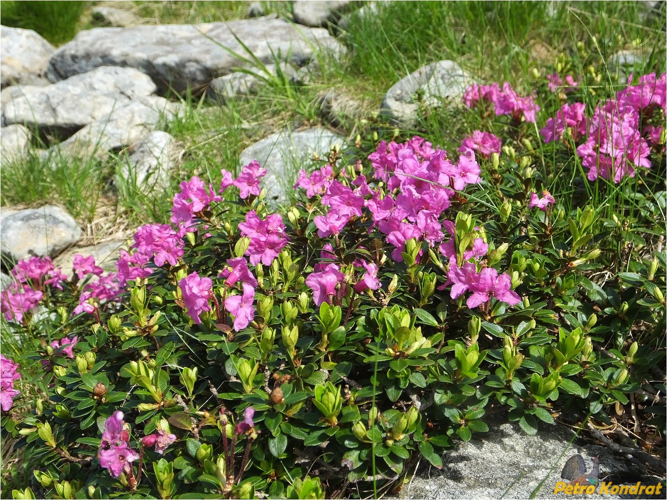 Изображение особи Rhododendron kotschyi.