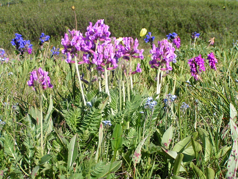 Изображение особи Oxytropis ambigua.