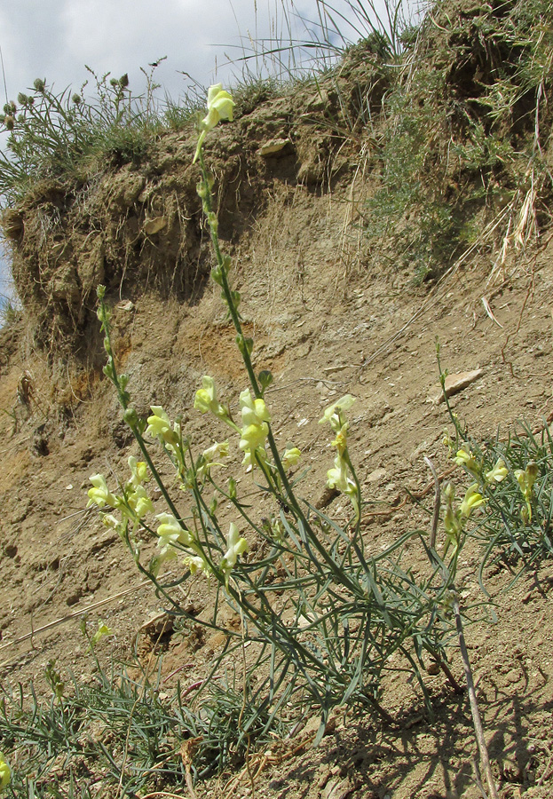 Image of Linaria incompleta specimen.