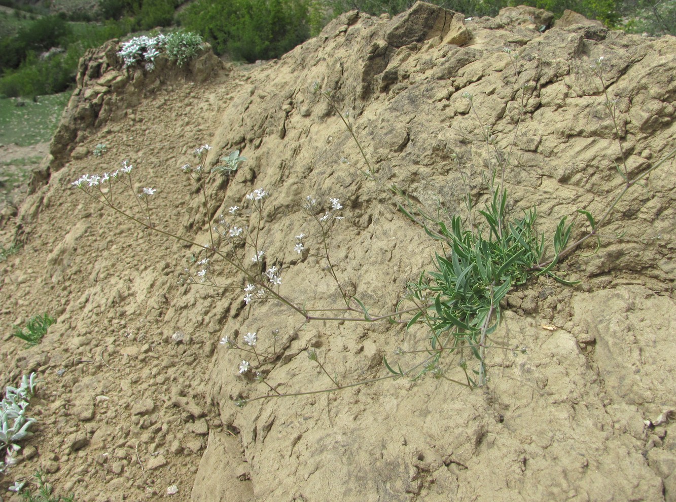 Image of Gypsophila acutifolia specimen.