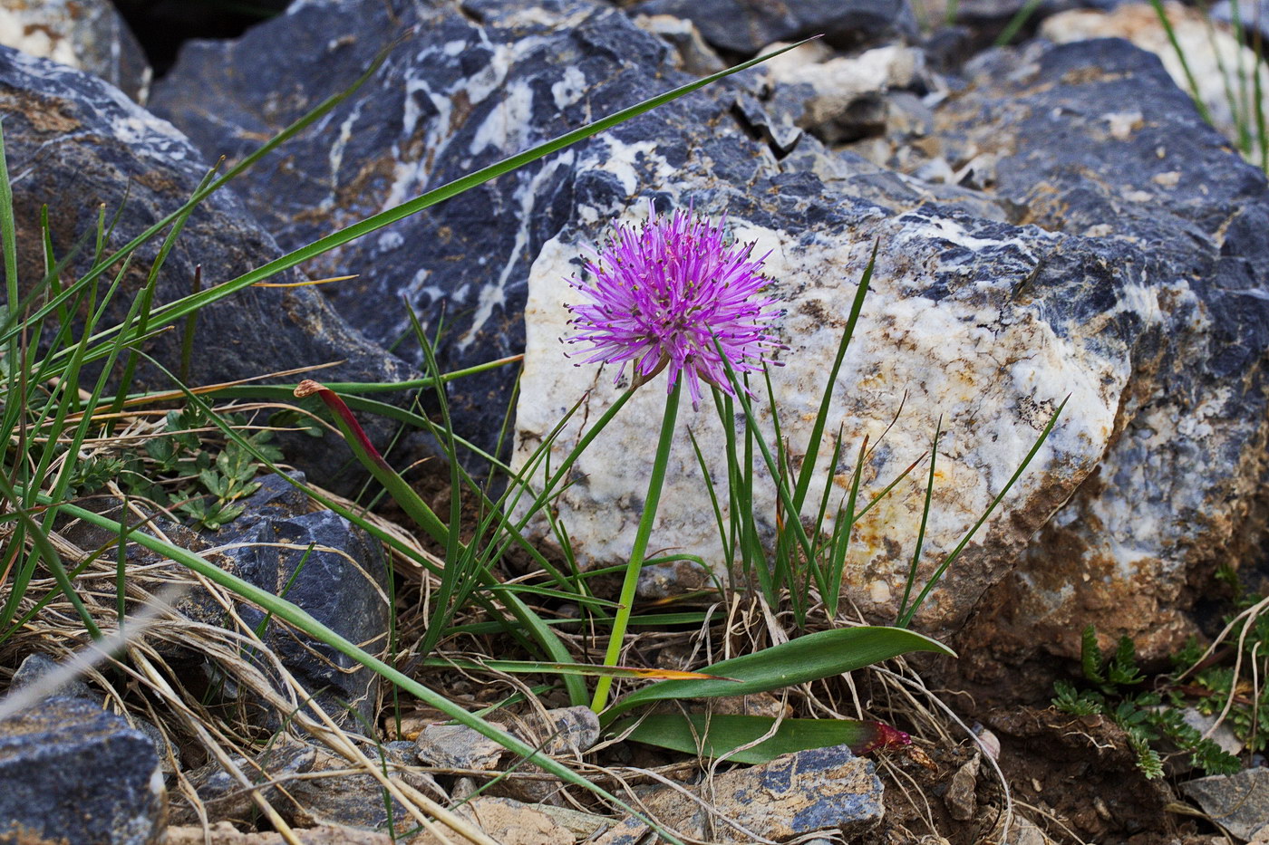 Image of Allium platyspathum specimen.