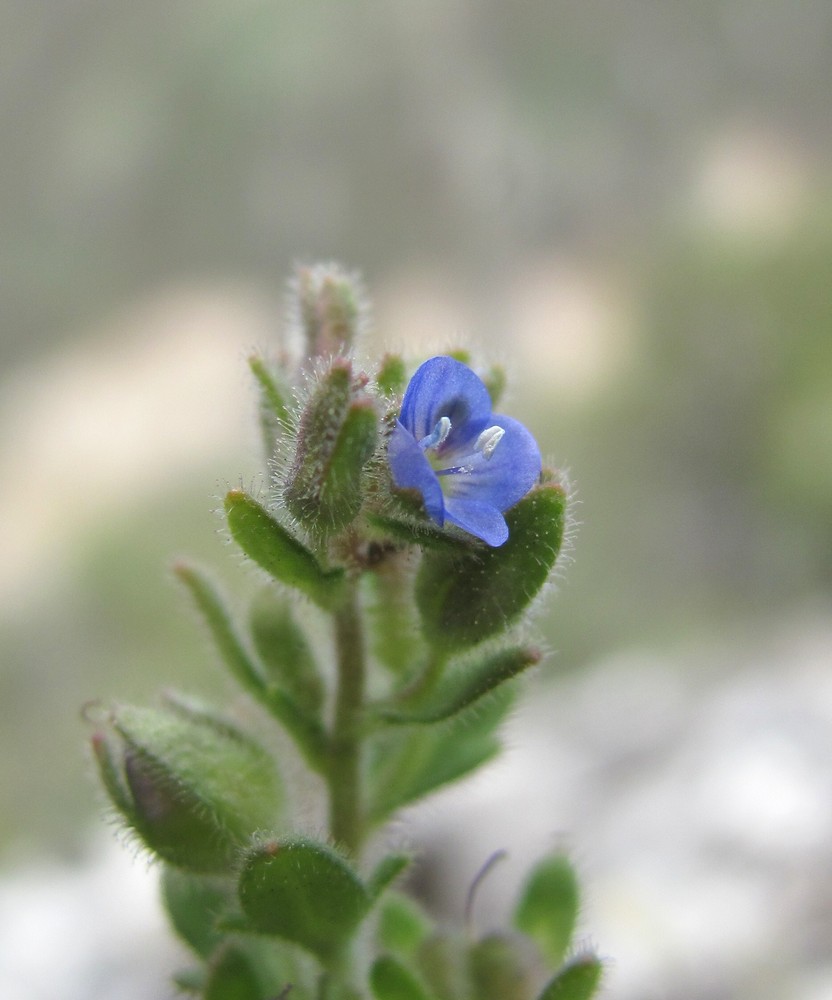 Image of Veronica praecox specimen.