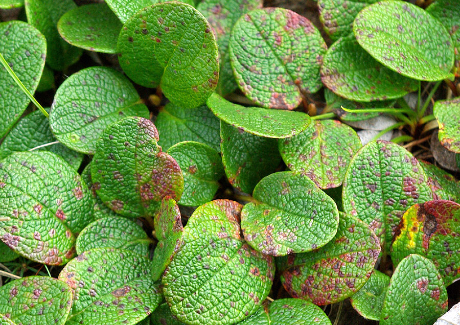 Image of Salix reticulata specimen.